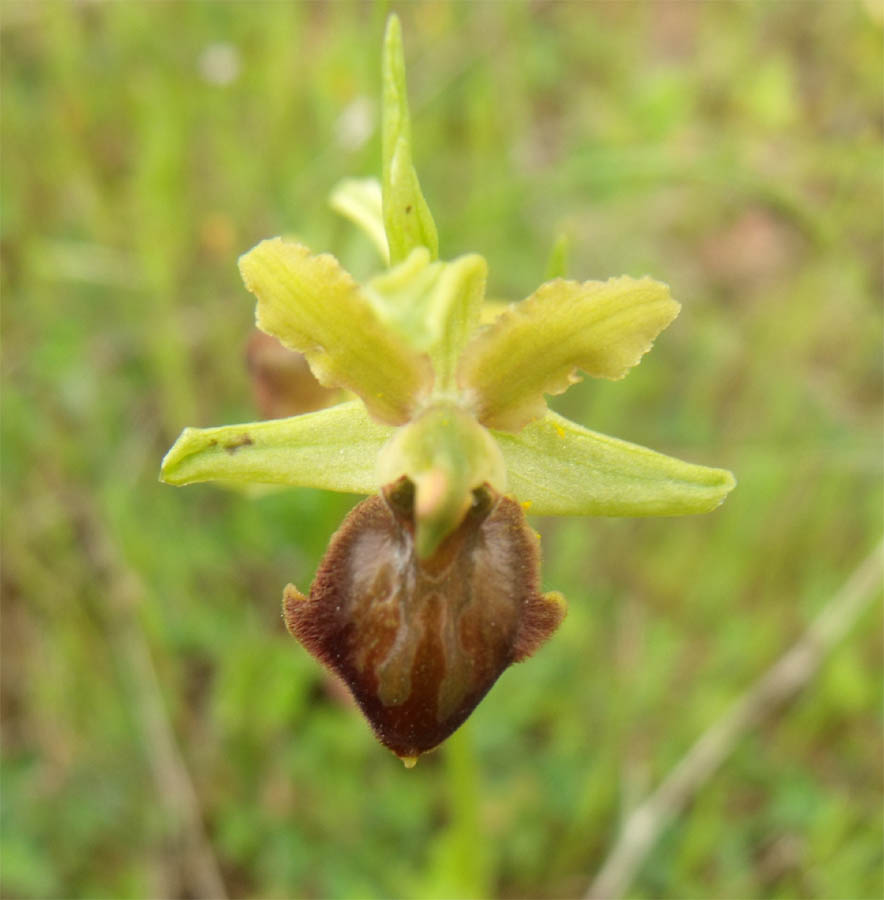 Orchis maremmana - Ophrys sphegodes